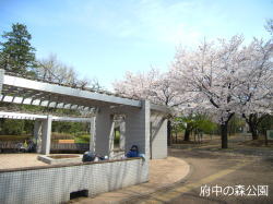 4月・府中の森公園の桜