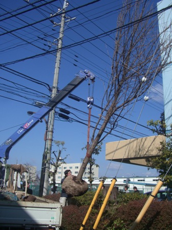 植樹作業の様子