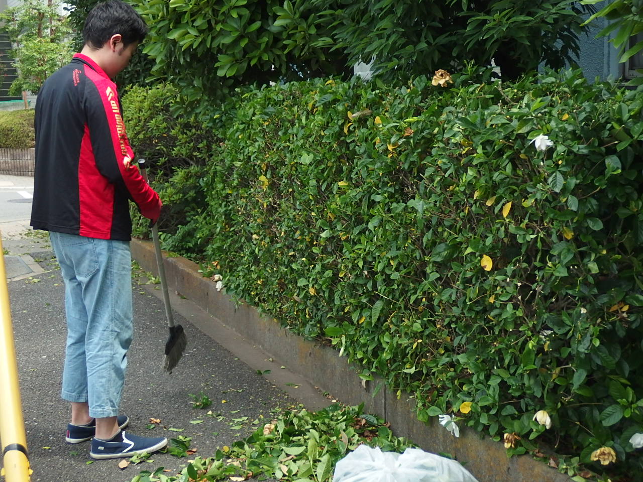 植木剪定の様子①