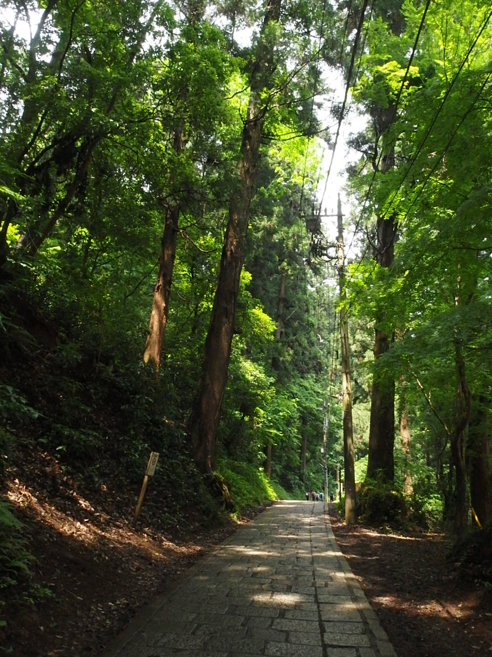 高尾山の自然を楽しむ