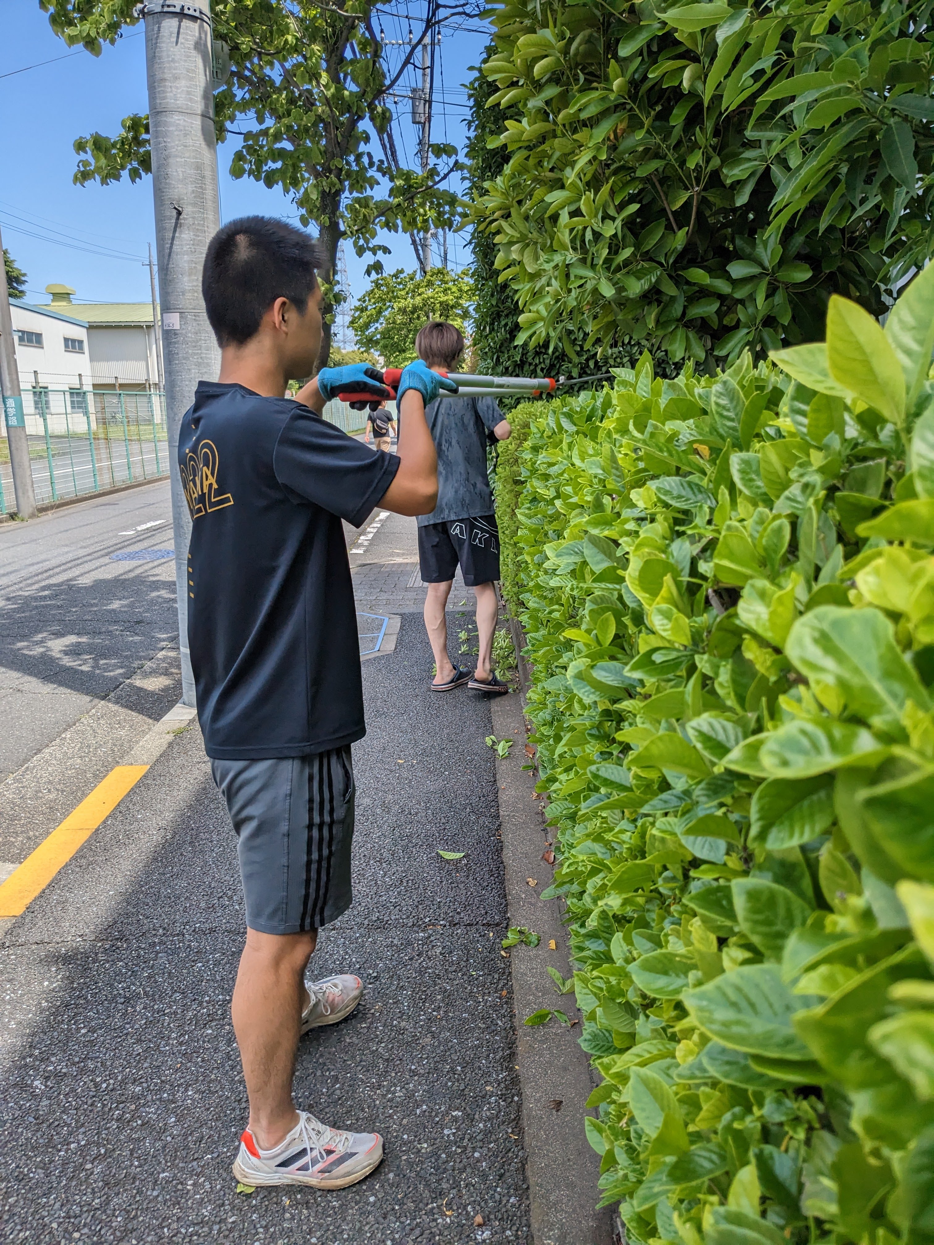 切り落とした枝をまとめる様子