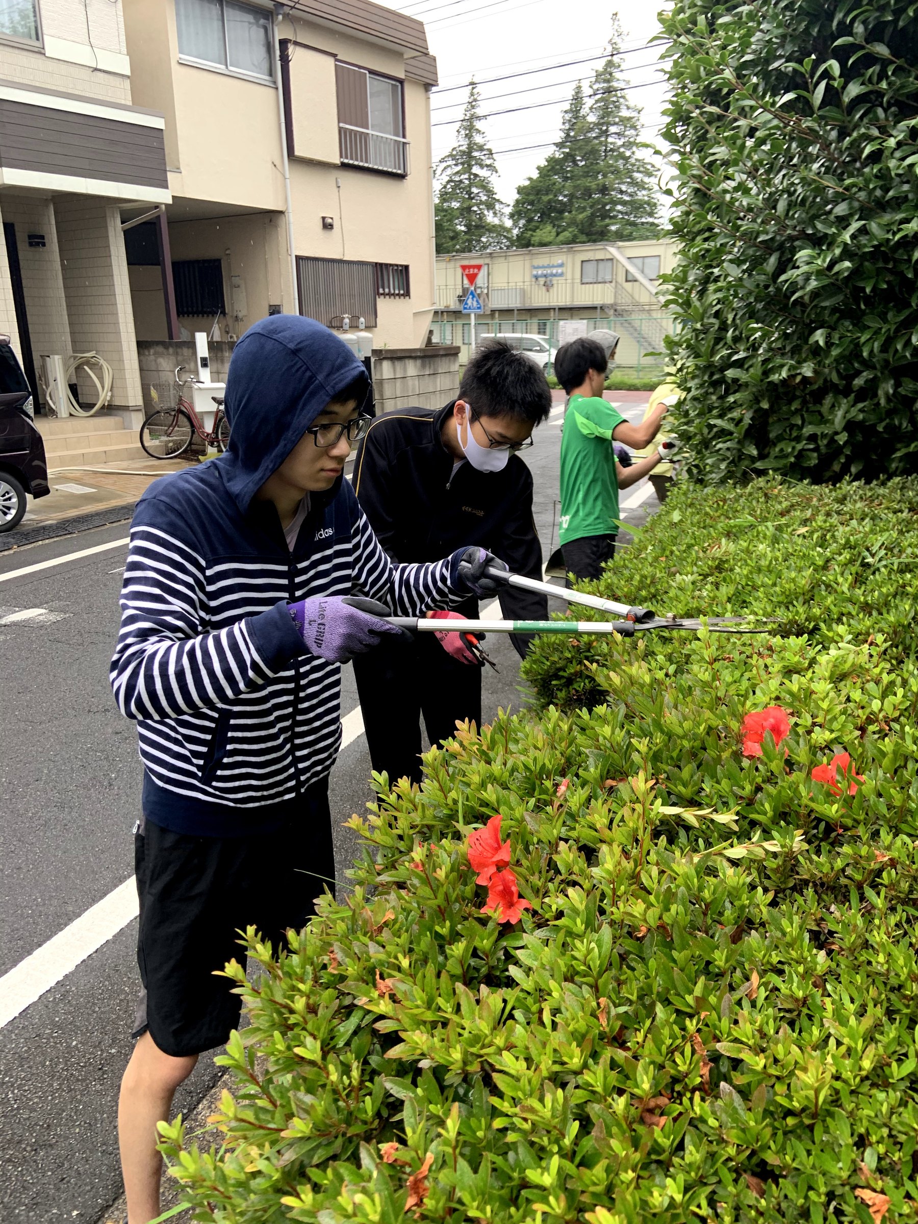 剪定後の植栽